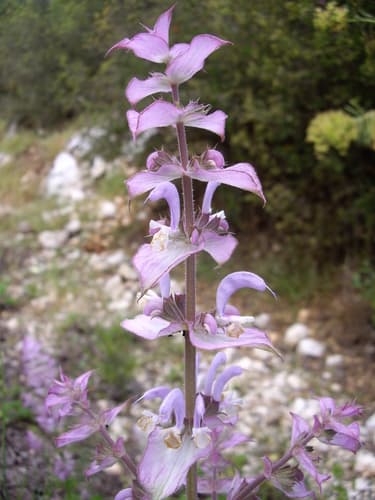 Clary Sage