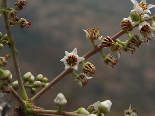 Frankincense