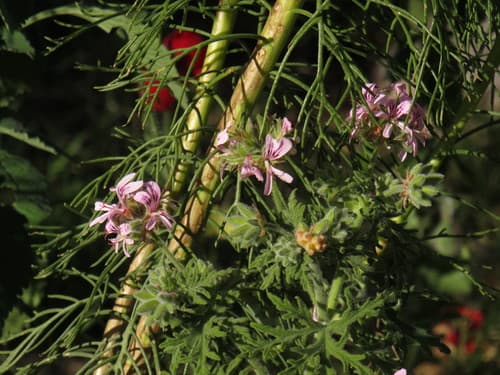 Geranium Bourbon