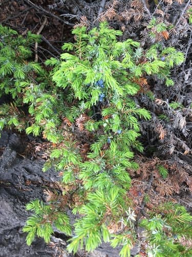 Juniper Berry