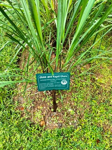 Lemongrass