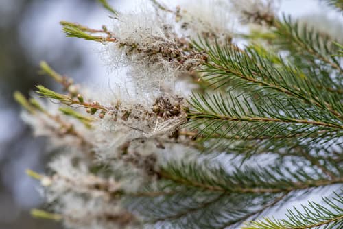 Tea Tree