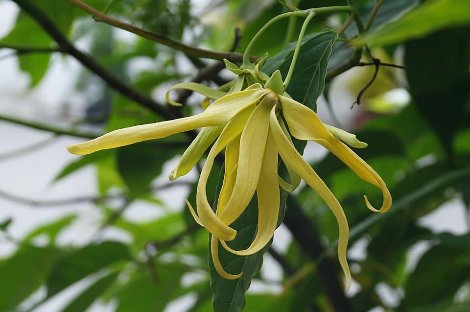Ylang Ylang